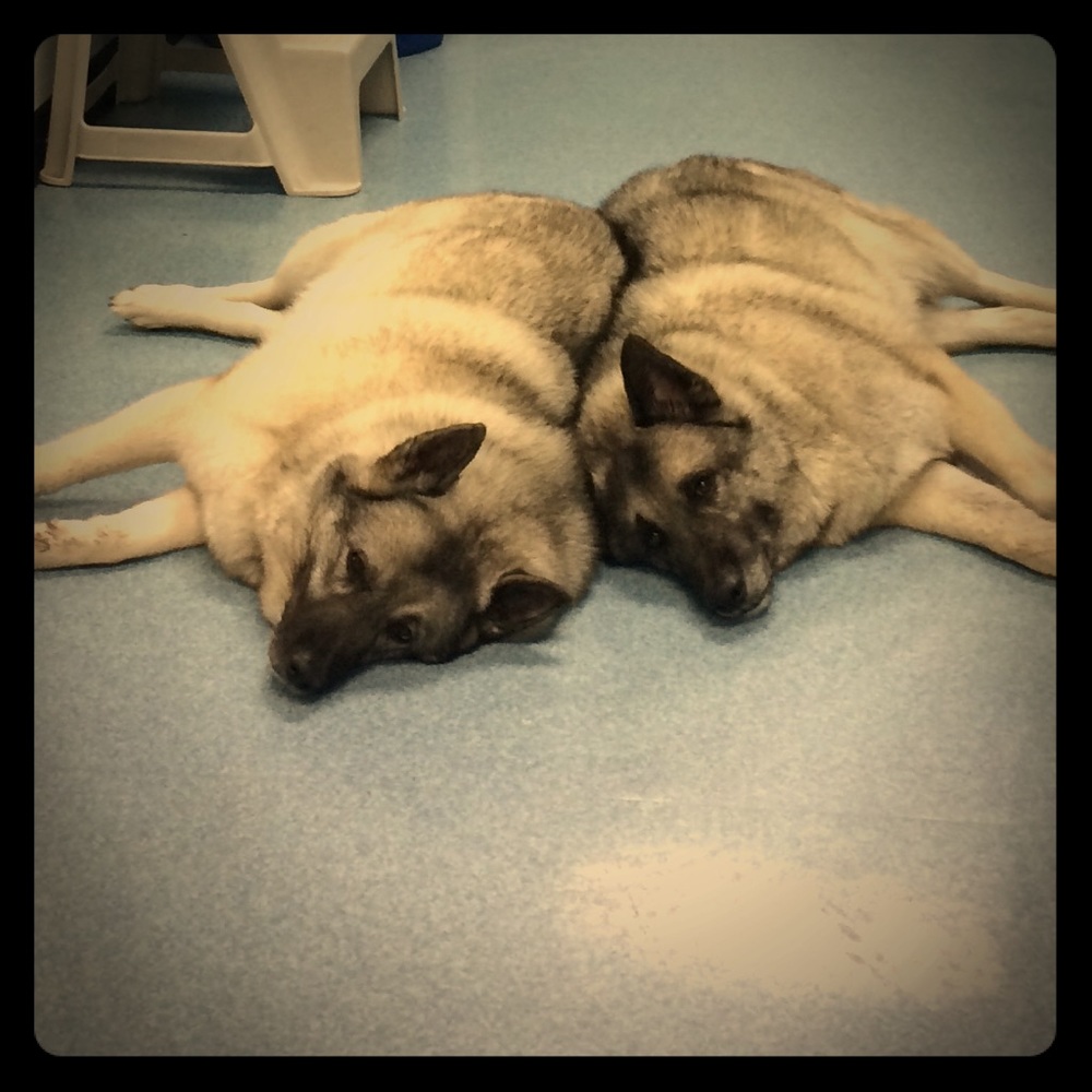 Meet your Posher, Janet